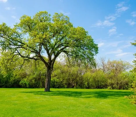 Greaux Lawn and Landscape Logo