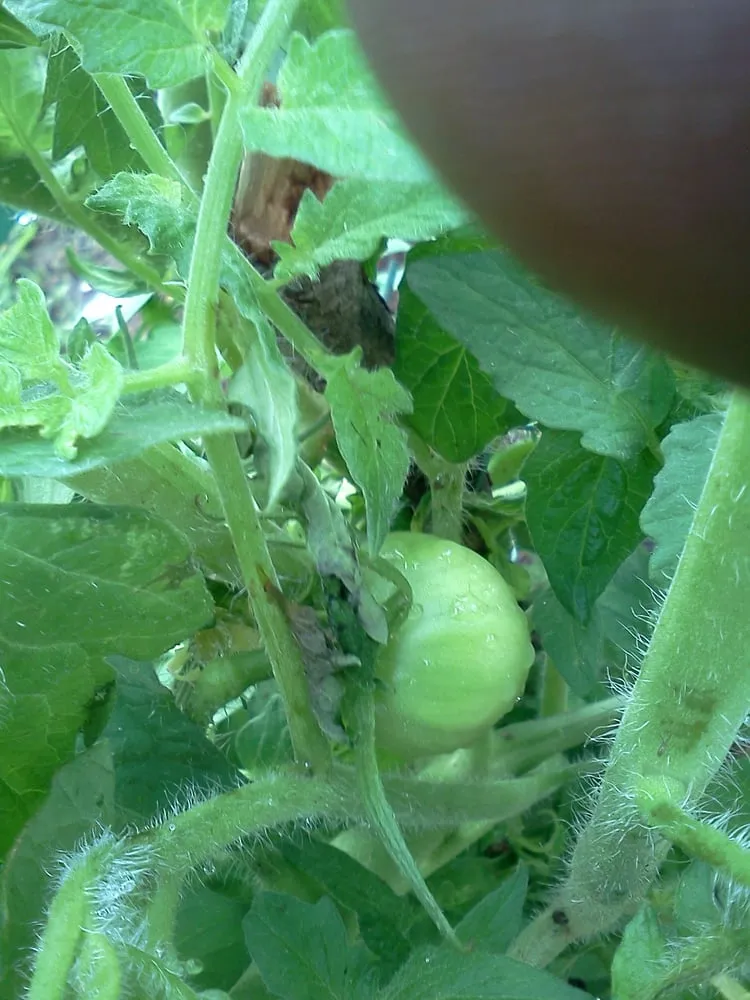 Affordable landscape design experts serving New Orleans, LA - Greaux Right Gardens & Landscaping LLC