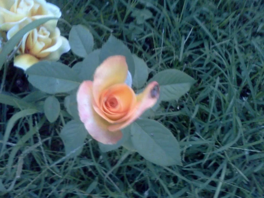 Trusted yard maintenance experts serving New Orleans, LA - Greaux Right Gardens & Landscaping LLC