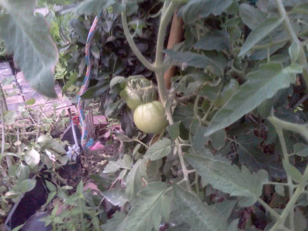 Local landscape installation in New Orleans, LA - Greaux Right Gardens & Landscaping LLC