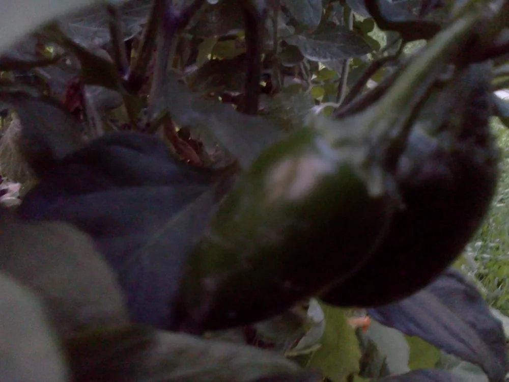 Local yard cleanup service in New Orleans, LA by Greaux Right Gardens & Landscaping LLC