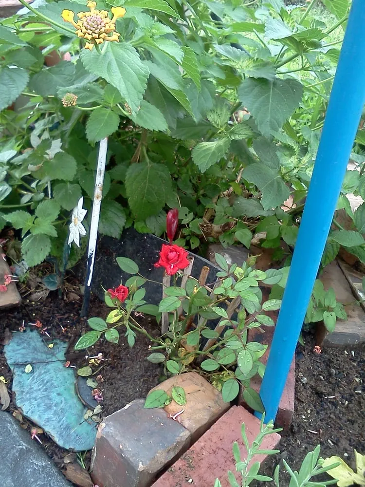 Professional landscaping services in New Orleans, LA by Greaux Right Gardens & Landscaping LLC