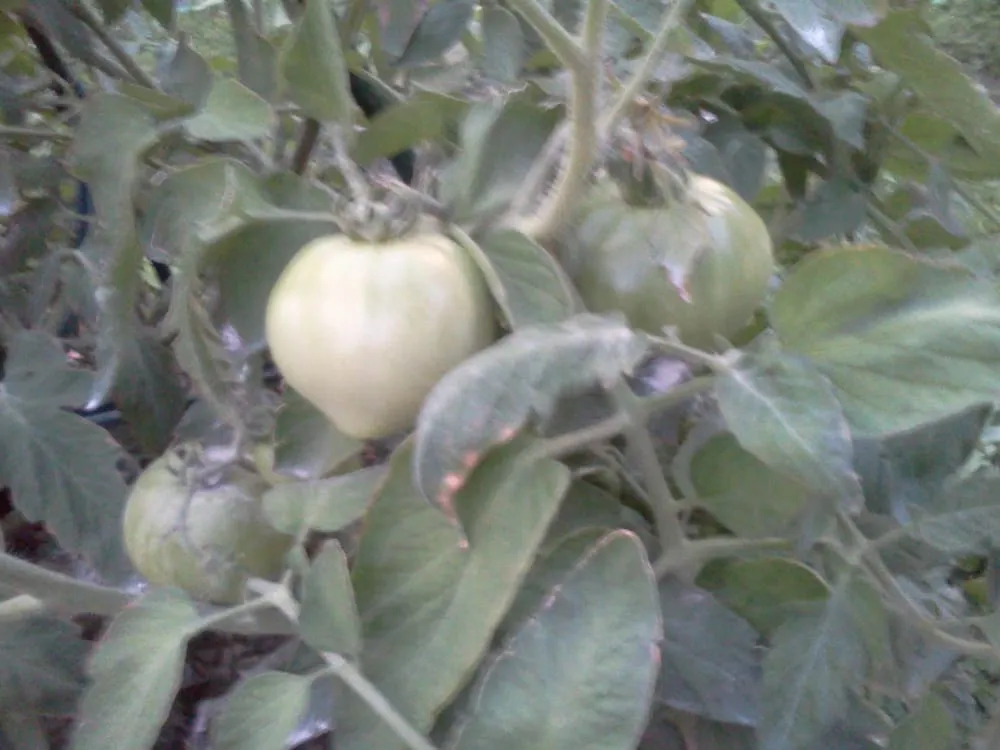 Reliable outdoor landscaping in New Orleans, LA by Greaux Right Gardens & Landscaping LLC