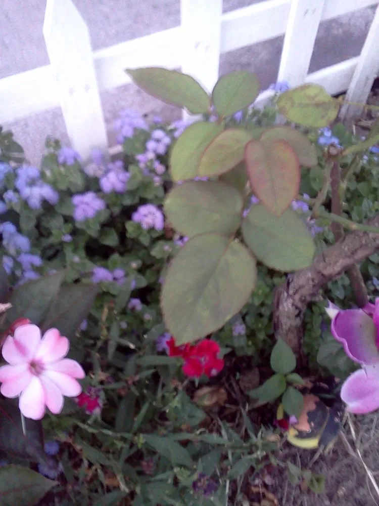 Local yard maintenance in New Orleans, LA - Greaux Right Gardens & Landscaping LLC