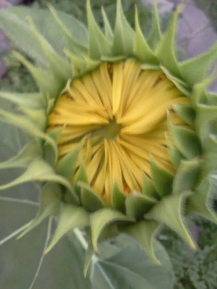 Top-rated garden landscaping with custom design across New Orleans, LA - Greaux Right Gardens & Landscaping LLC