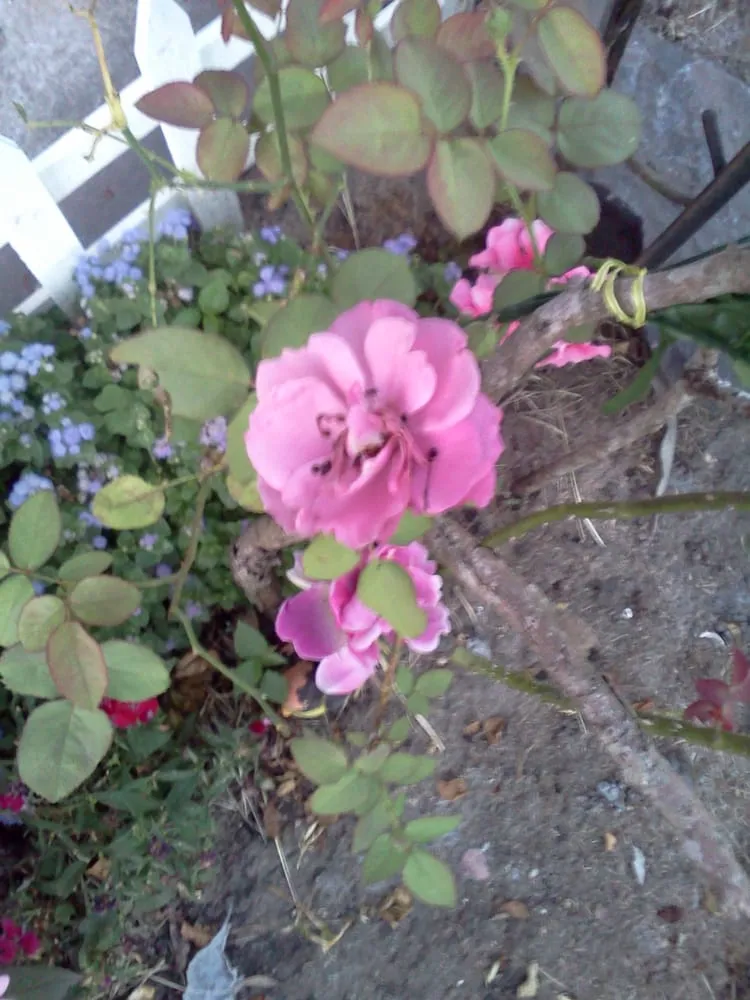 Professional residential landscaping for beautiful yards across New Orleans, LA - Greaux Right Gardens & Landscaping LLC