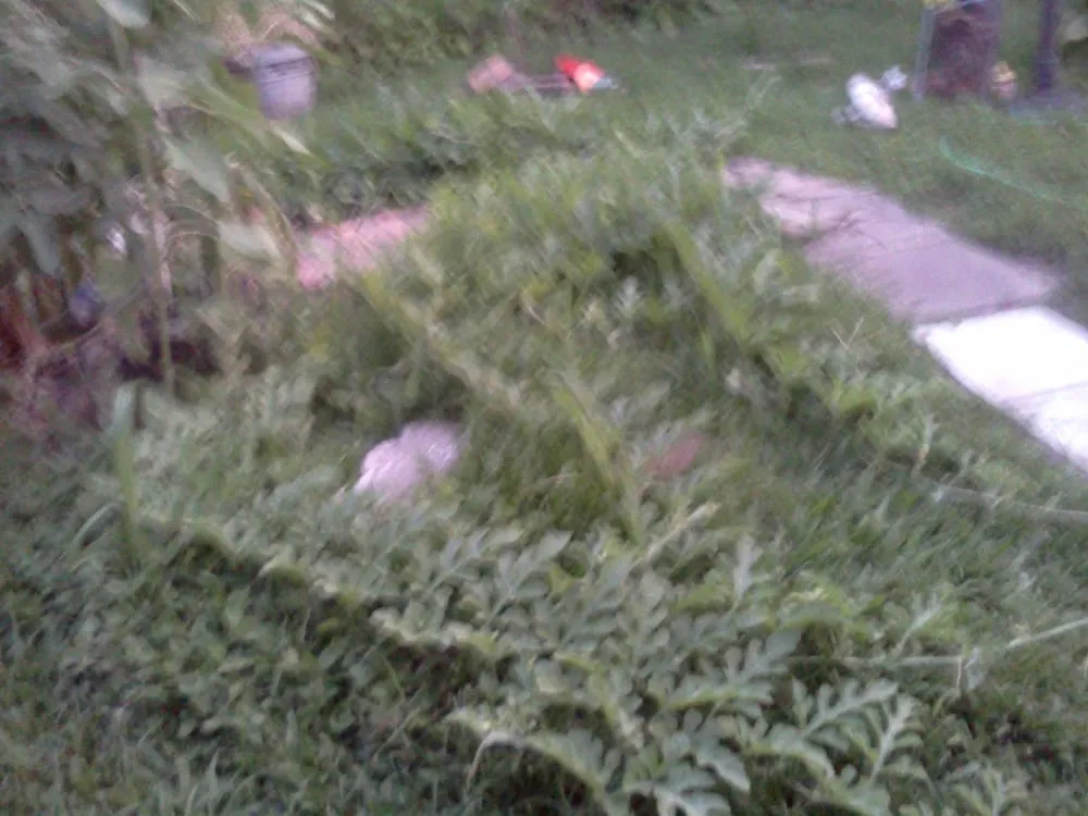 Local yard cleanup service for residential properties in New Orleans, LA by Greaux Right Gardens & Landscaping LLC