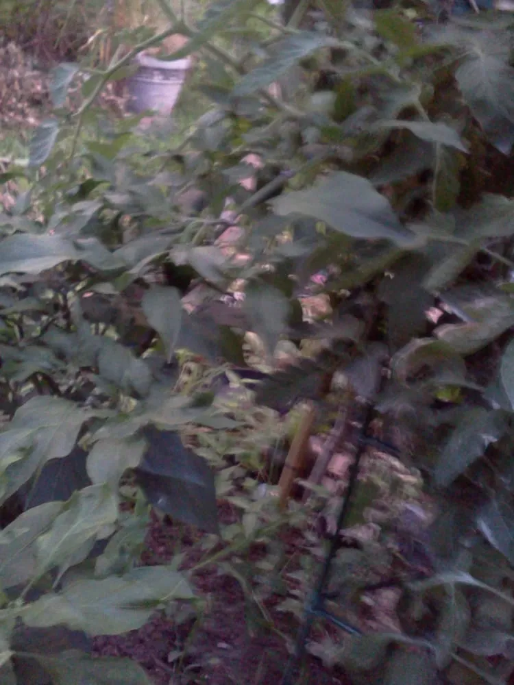 Top-rated landscape design for beautiful yards across New Orleans, LA - Greaux Right Gardens & Landscaping LLC