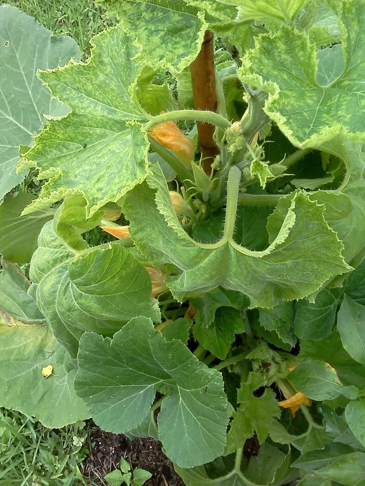 Top-rated landscape installation in New Orleans, LA by Greaux Right Gardens & Landscaping LLC