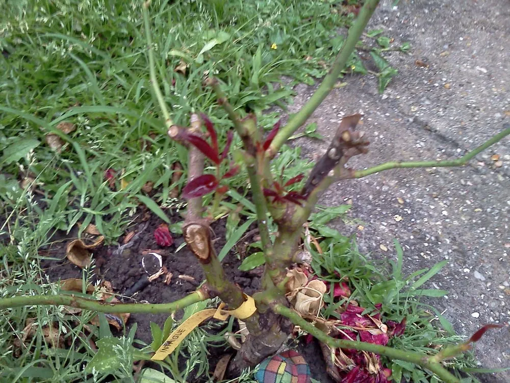 Expert lawn care service for beautiful yards across New Orleans, LA - Greaux Right Gardens & Landscaping LLC