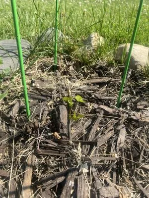 Greco’s Landscaping And Brick Paving