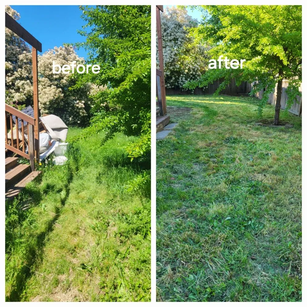 Local yard cleanup service in Springfield, OR - Greco's Outdoor Maintenance