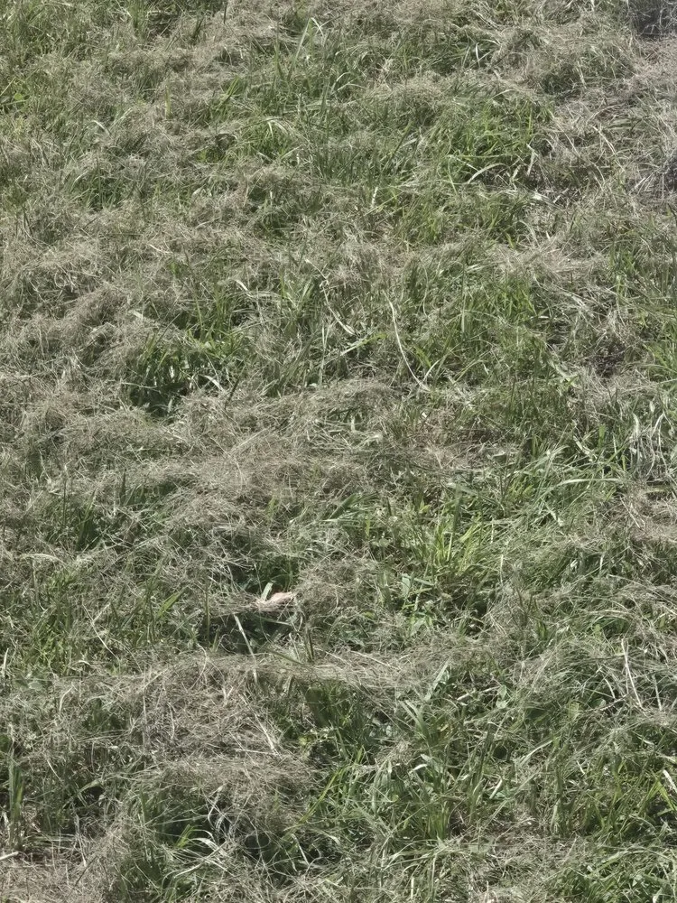 Local yard maintenance in Orlando, FL by Greedy's Landscaping