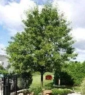 Local outdoor landscaping for residential properties across Pickerington, OH - Greegor Greens LLC