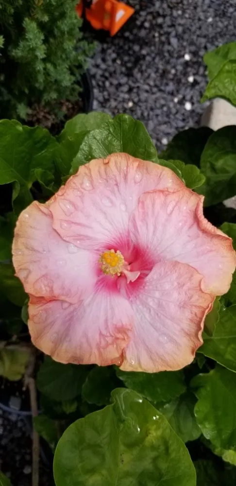 Trusted lawn care service experts serving Houma, LA - Greeks Outdoor and Landscaping