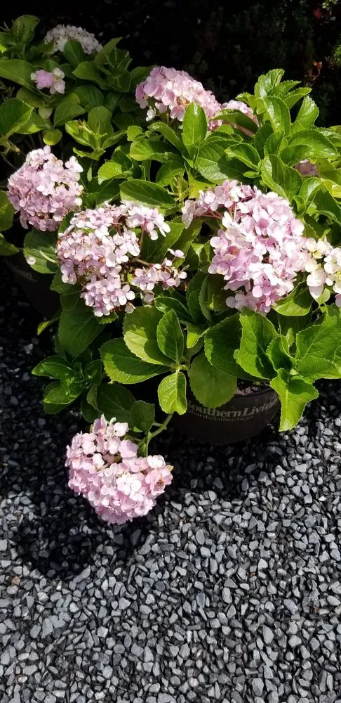 Top-rated landscape installation for homes across Houma, LA - Greeks Outdoor and Landscaping