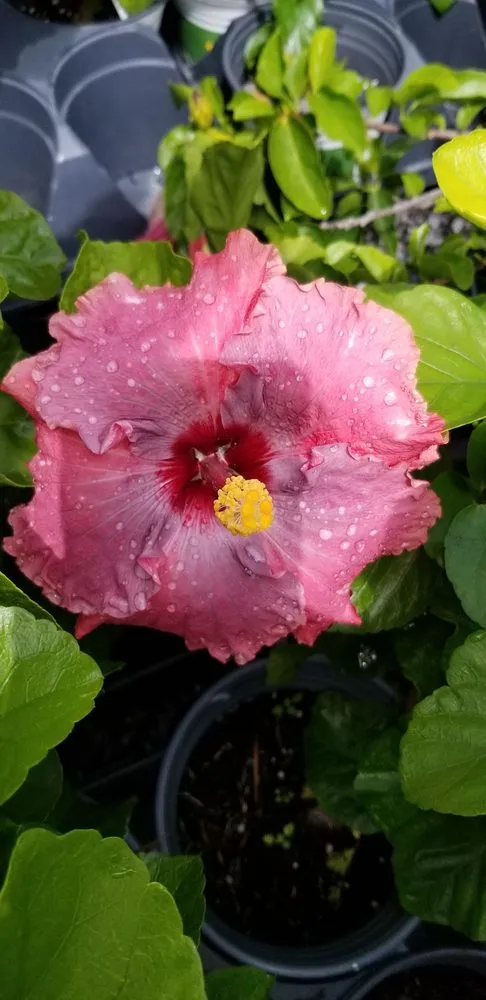 Affordable yard cleanup service for beautiful yards across Houma, LA - Greeks Outdoor and Landscaping