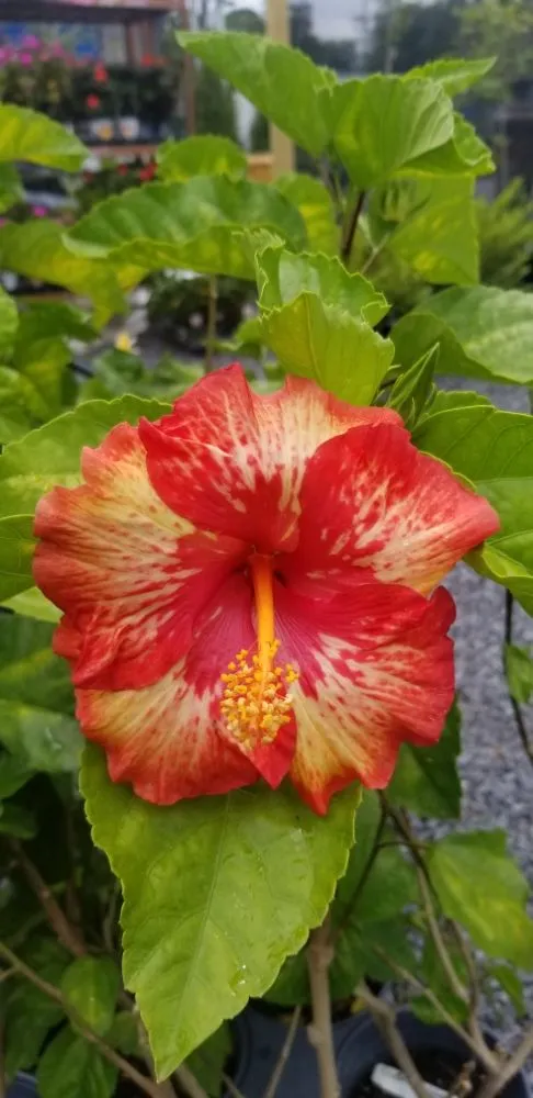 Affordable lawn mowing service in Houma, LA by Greeks Outdoor and Landscaping