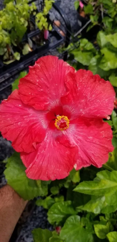 Trusted landscape design with custom design across Houma, LA - Greeks Outdoor and Landscaping