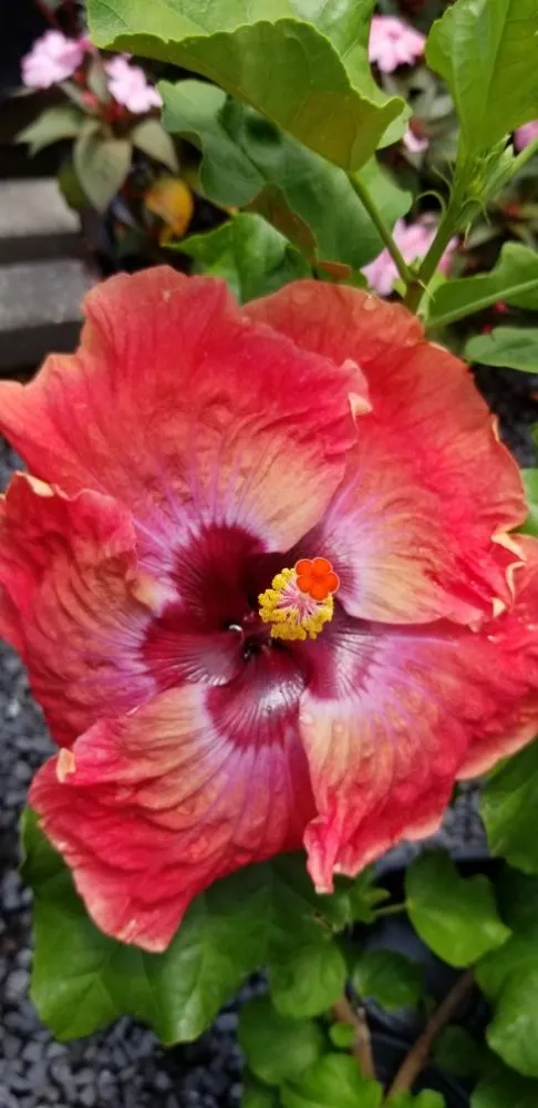 Top-rated outdoor landscaping for beautiful yards in Houma, LA by Greeks Outdoor and Landscaping