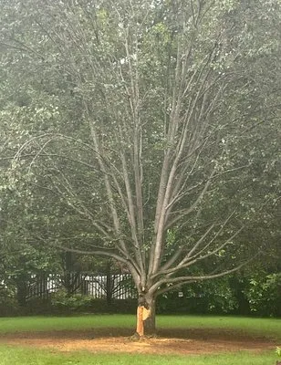 Green & Clean Lawncare