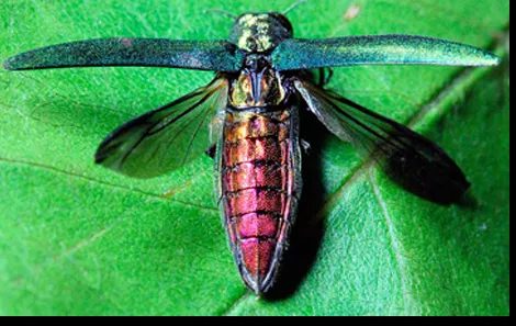 Custom landscape design with custom design in Lexington, KY by Green & Grow