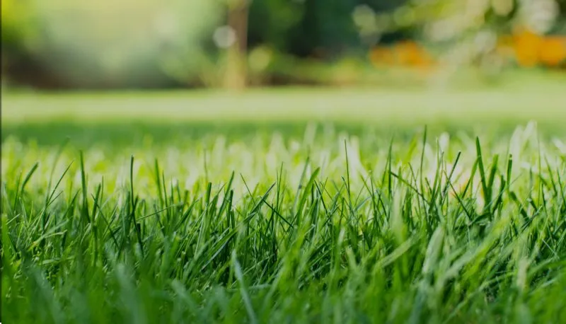 Expert landscape installation experts serving Buda, TX - Green 4 Green Lawn Care