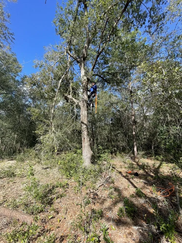 Reliable landscaping services for residential properties across Ocala, FL - Green Ace Landscape Solutions