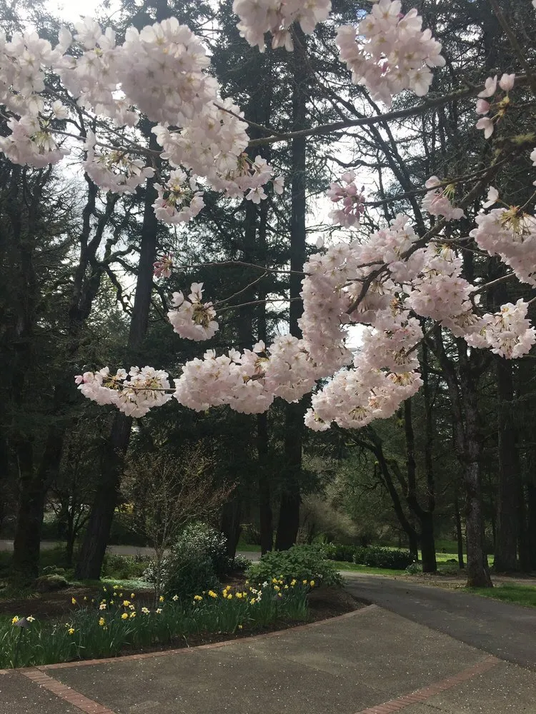 Expert yard maintenance for year-round maintenance in Salem, OR by Green Acres Landscape