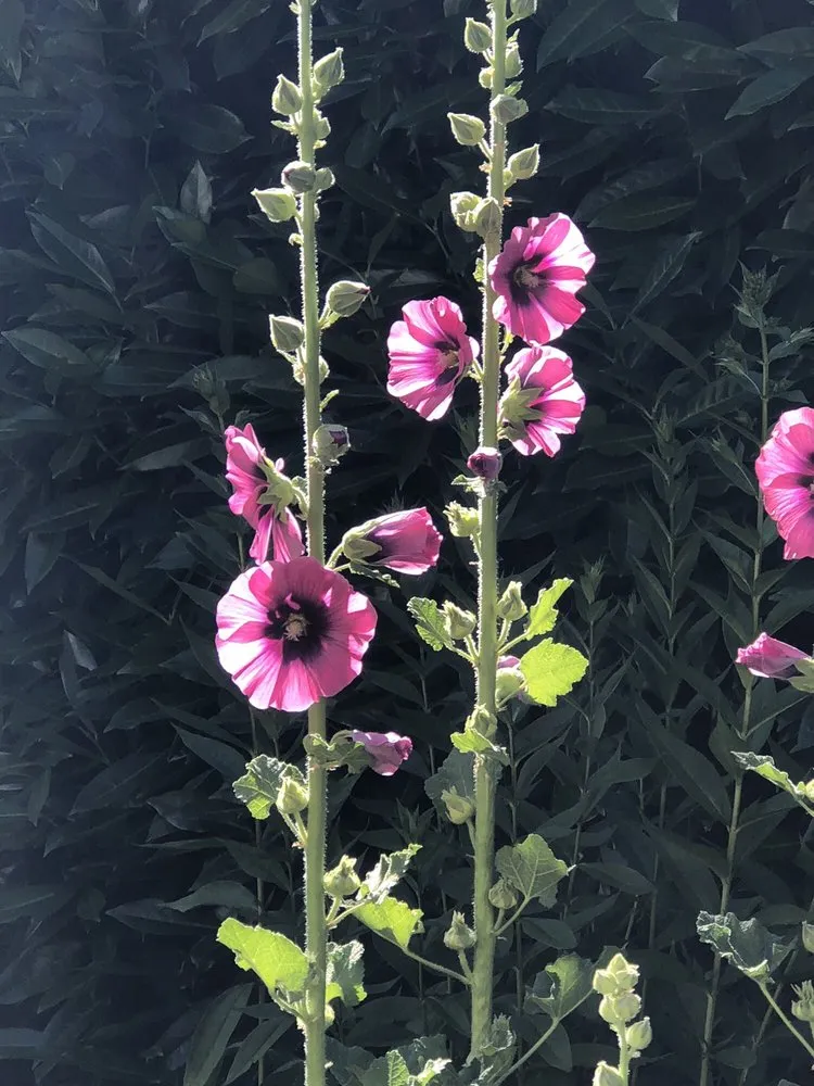 Custom outdoor landscaping experts serving Salem, OR - Green Acres Landscape