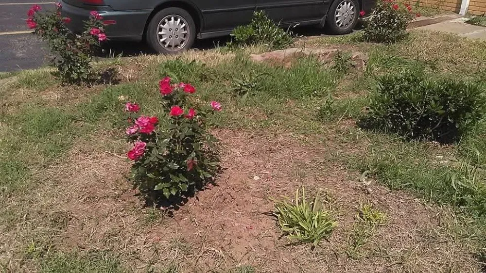 Reliable lawn care service with custom design in Grand Prairie, TX by Green Acres Landscaping