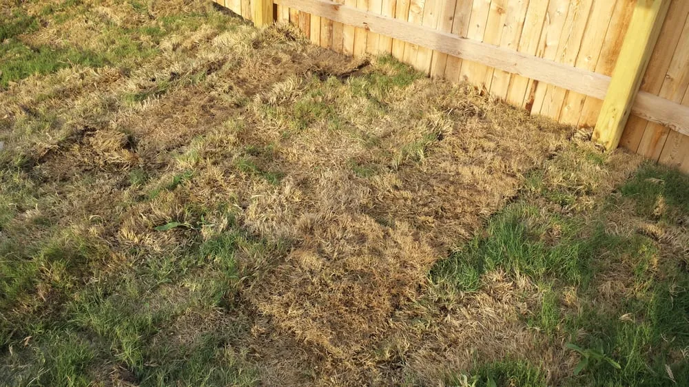 Professional landscape installation in New Braunfels, TX - Green Acres Landscaping