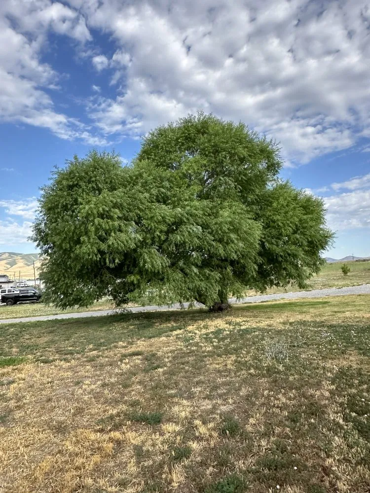 Expert lawn care service in Perry, UT by Green Acres Landscaping