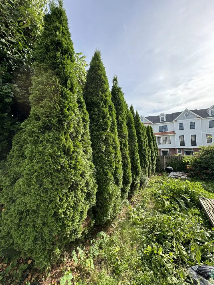 Professional yard cleanup service for residential properties in River Vale, NJ by Green Acres Landscaping