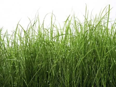 Trusted garden landscaping for homes across Mitchell, IN - Green Acres Lawn Care