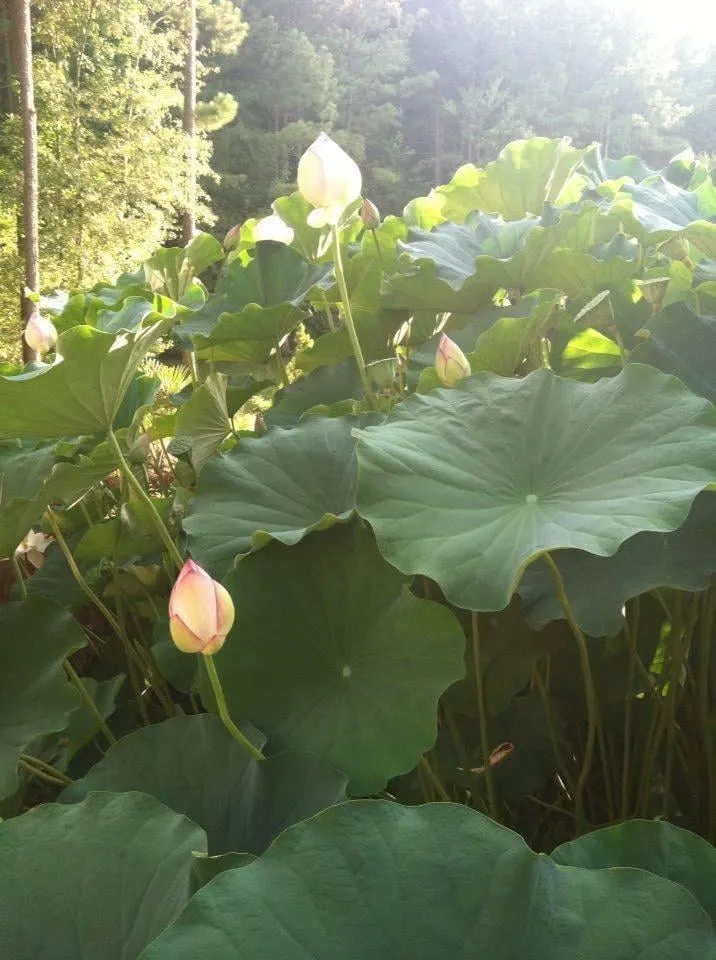 Local yard cleanup service in Clayton, NC - Green Acres Lawn Maintenance, Inc.