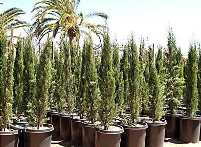 Expert garden landscaping in Vista, CA - Green Acres Nursery