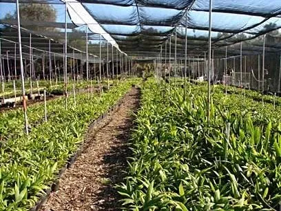 Affordable landscape design for homes across Vista, CA - Green Acres Nursery