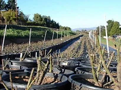 Affordable residential landscaping in Vista, CA by Green Acres Nursery