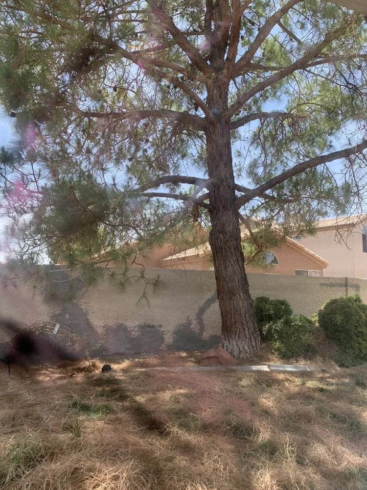 Custom outdoor landscaping for beautiful yards in Henderson, NV by Green America Tree & Landscaping