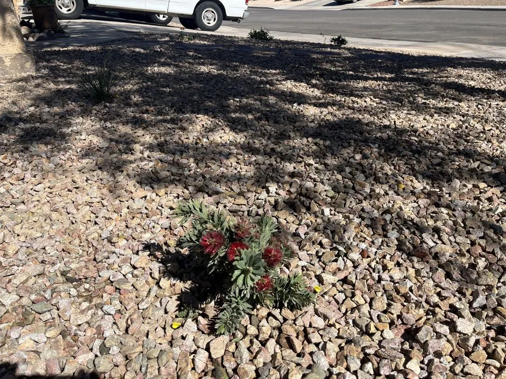 Local residential landscaping with custom design in Henderson, NV by Green America Tree & Landscaping