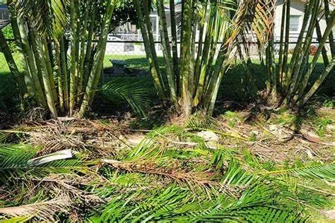 Professional lawn mowing service in Hollywood, FL - Green America Tree Service