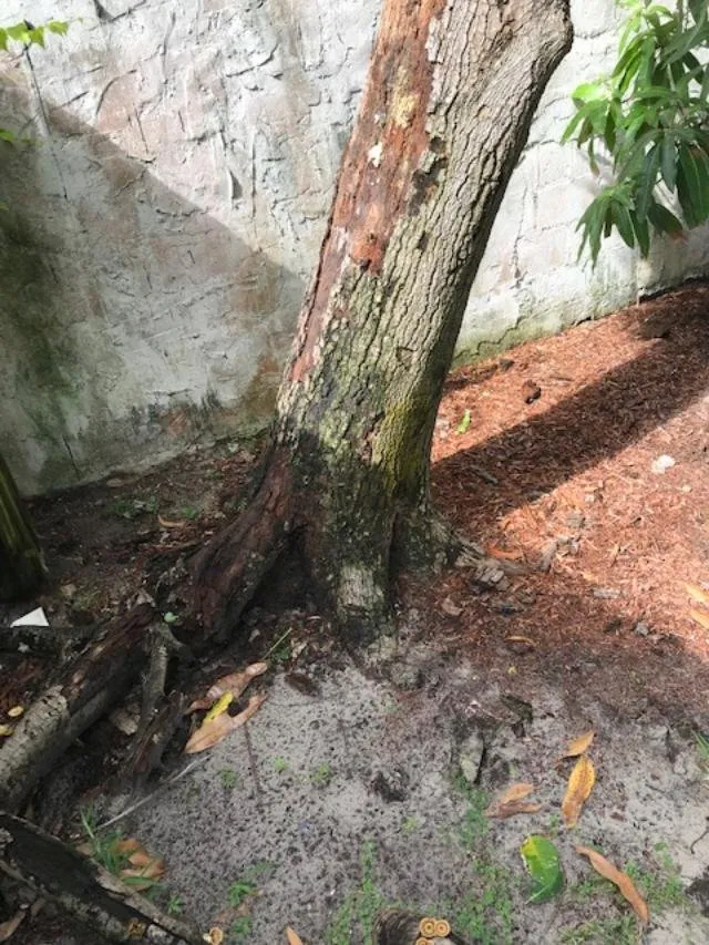 Affordable yard maintenance in Hollywood, FL - Green America Tree Service