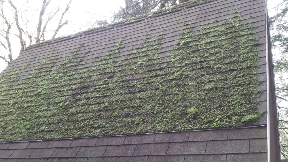 Custom garden landscaping experts serving Mcminnville, OR - Green and Clean Moss Removal