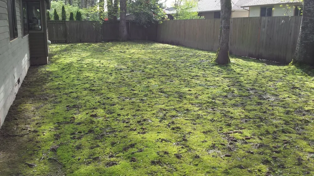 Custom yard cleanup service in Mcminnville, OR by Green and Clean Moss Removal