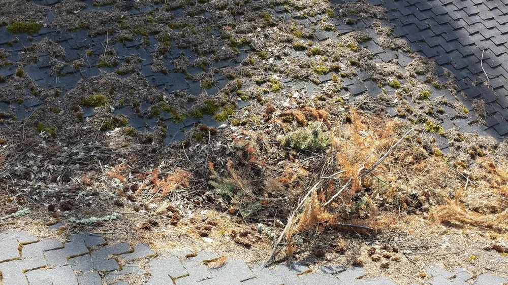 Local landscape installation for year-round maintenance across Mcminnville, OR - Green and Clean Moss Removal