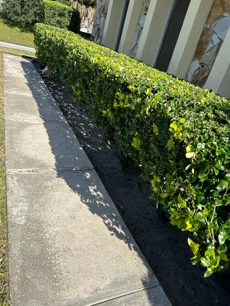 Professional lawn care service experts serving Tampa, FL - Green and Mas Lawn Service