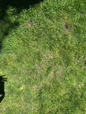 Green and Serene Lawn Care