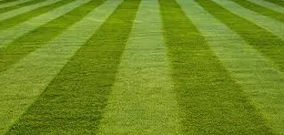 Affordable yard cleanup service experts serving Brighton, CO - Green and Sons