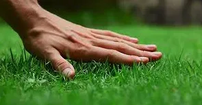 Expert lawn care service in Brighton, CO - Green and Sons